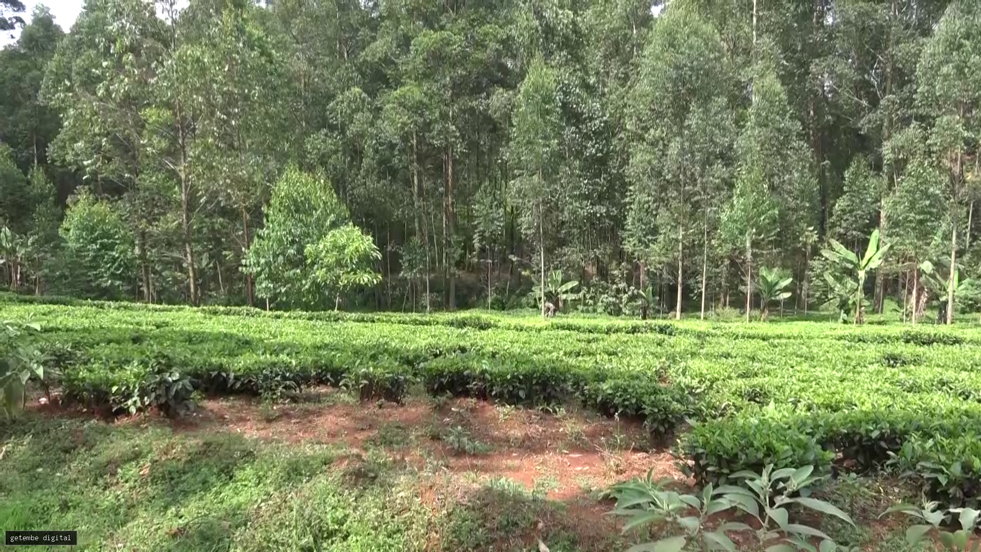 COURT RULES ON EIGHT-YEAR OGEMBO LAND DISPUTE AS FAMILY VOWS TO APPEAL Ogembo.
