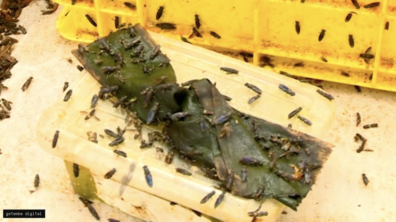 HOMA BAY FARMERS TURN TO BLACK SOLDIER FLY LARVAE TO CUT POULTRY FEED COSTS